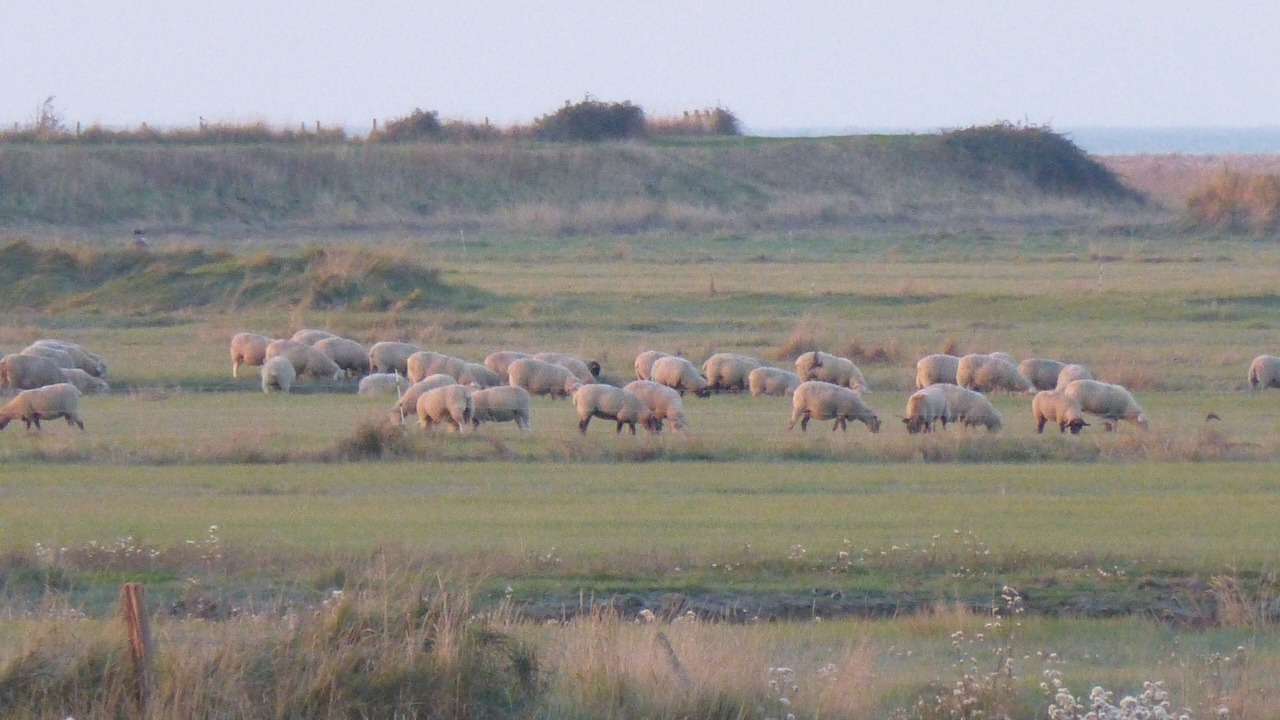 Photo of Outdoor in Dol-de-Bretagne