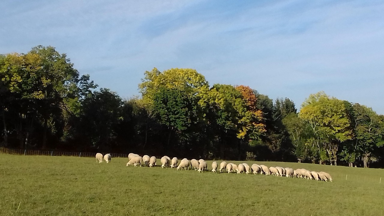 Photo of Others in Saint-Genes-Champanelle
