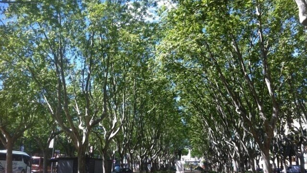 Photo of Others in Les Platanes