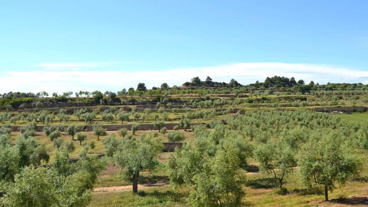 Photo of Outdoor in El Vilosell