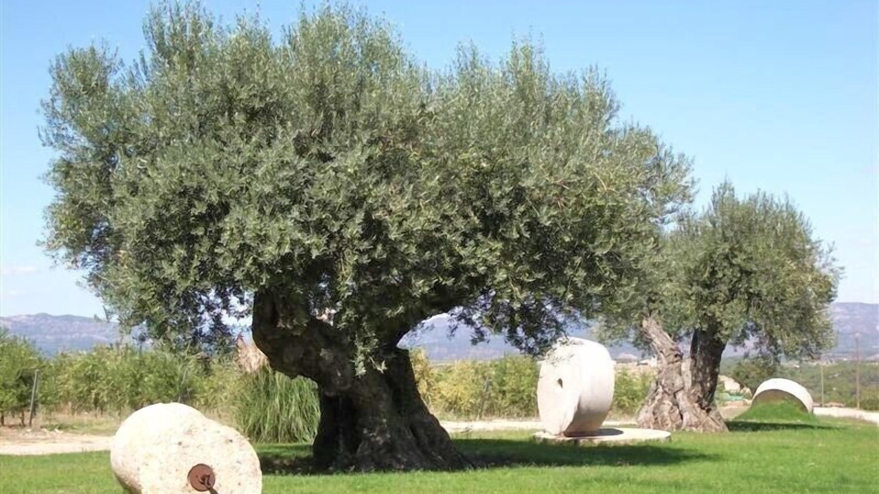 Photo of Outdoor in Tivissa