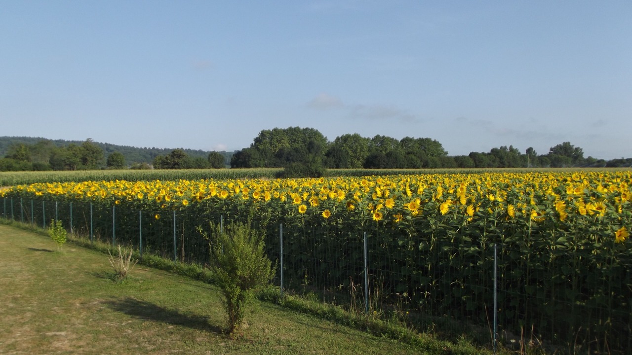 Photo of Others in Larreule