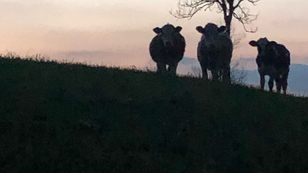 Photo of Others in Schangnau