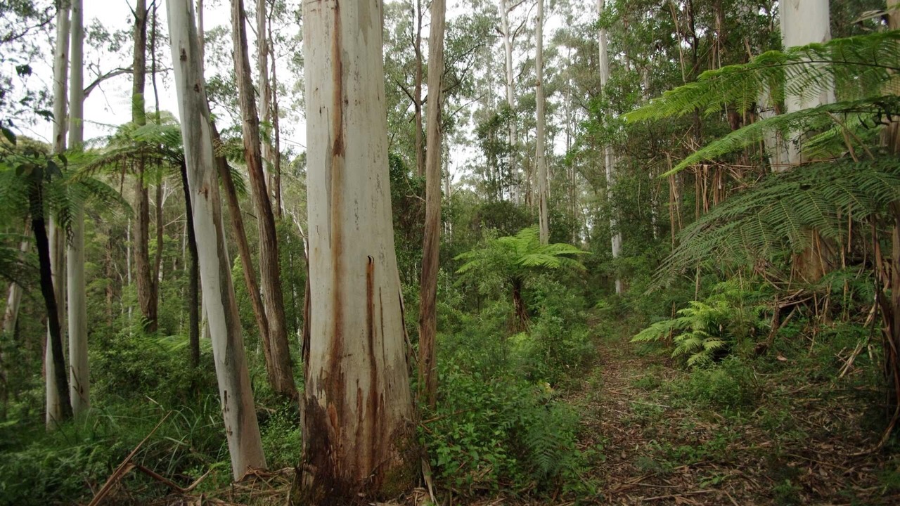 Photo of Others in Gembrook
