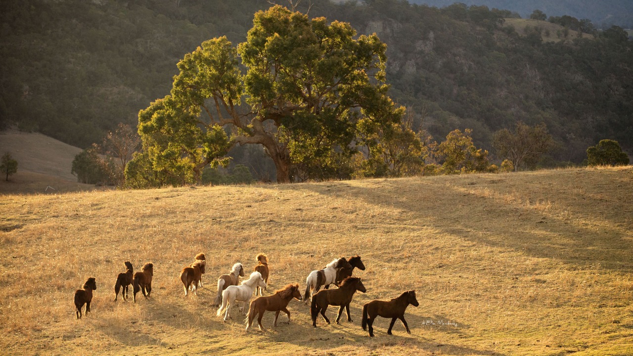 Photo of Others in Megalong Valley