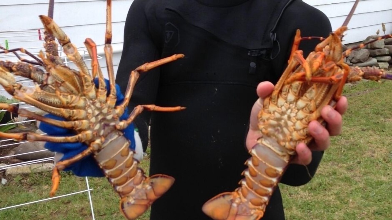 Photo of Others in Wainui