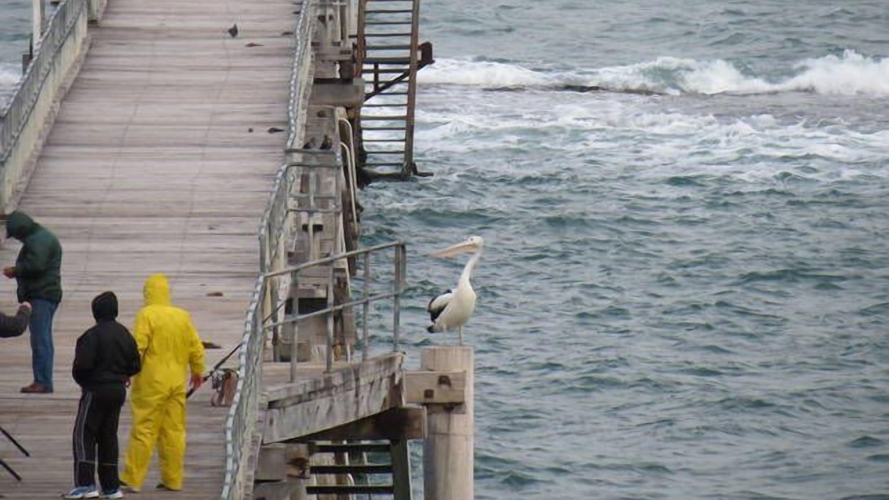 Photo of Others in Port Noarlunga