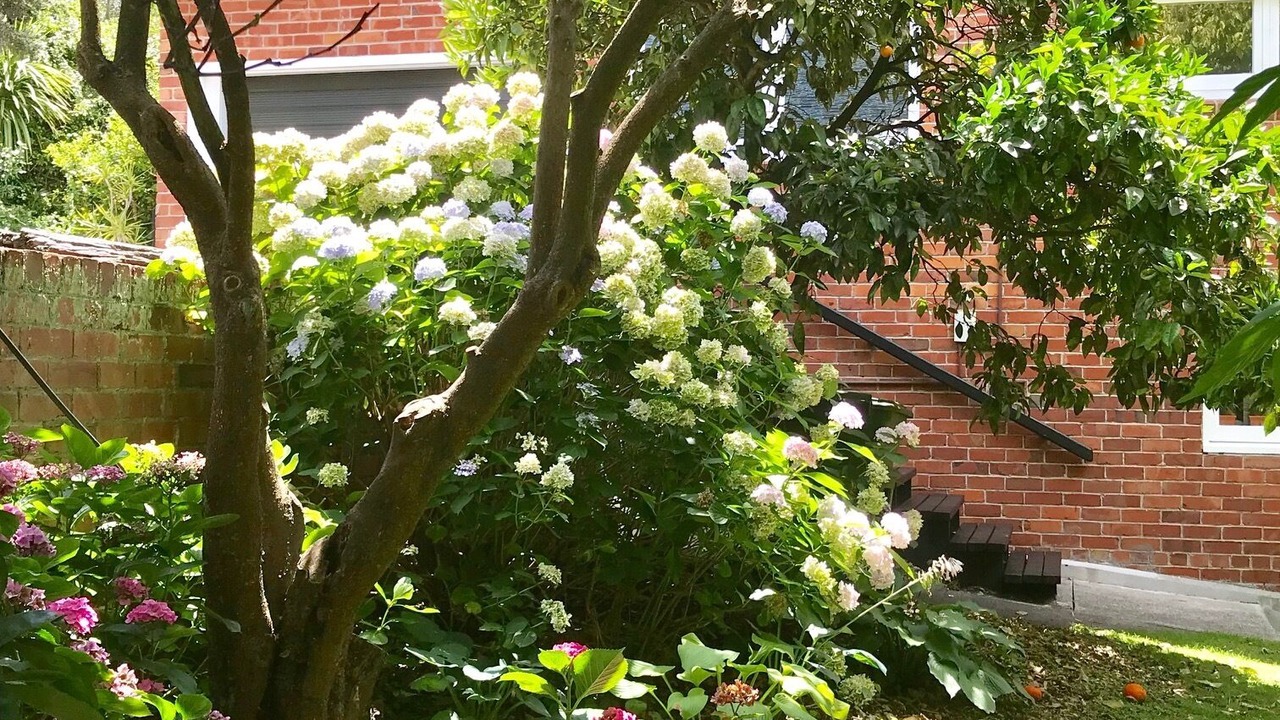 Photo of Others in Mairangi Bay