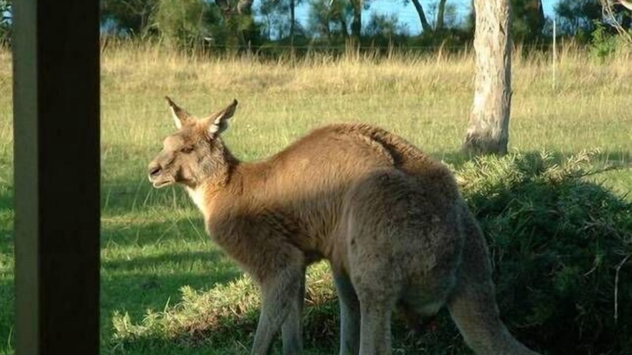Photo of Others in Coomba Park