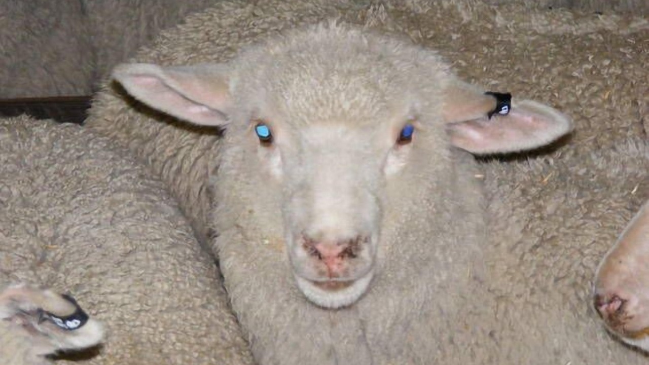 Photo of Others in Waitpinga