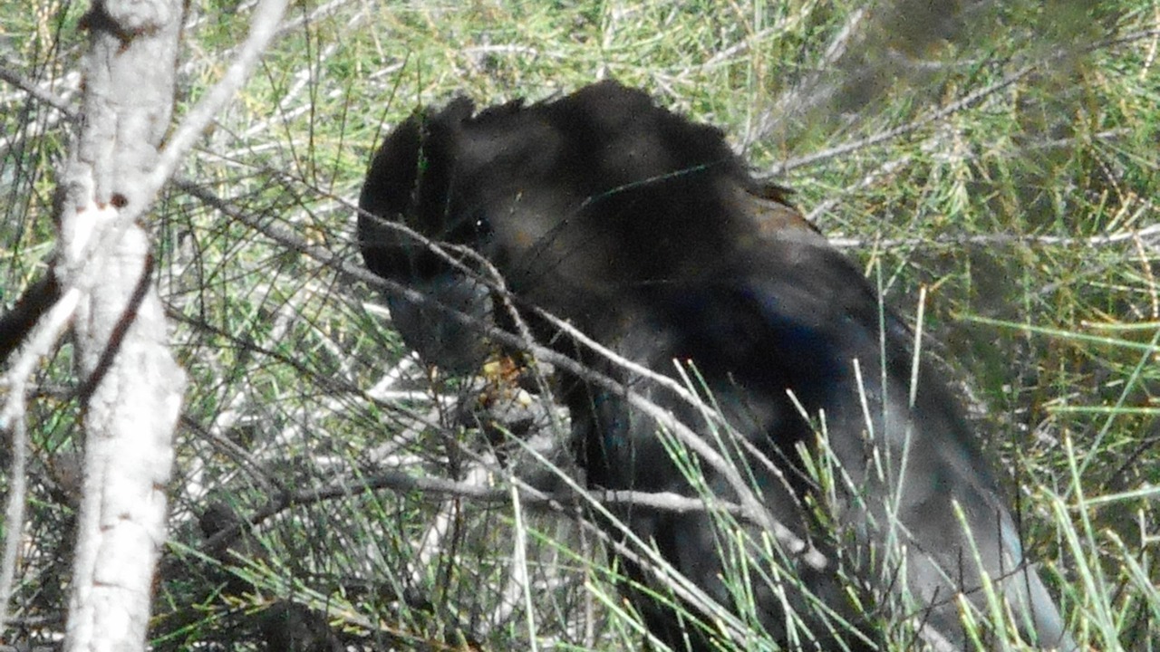 Photo of Outdoor in Dunedoo