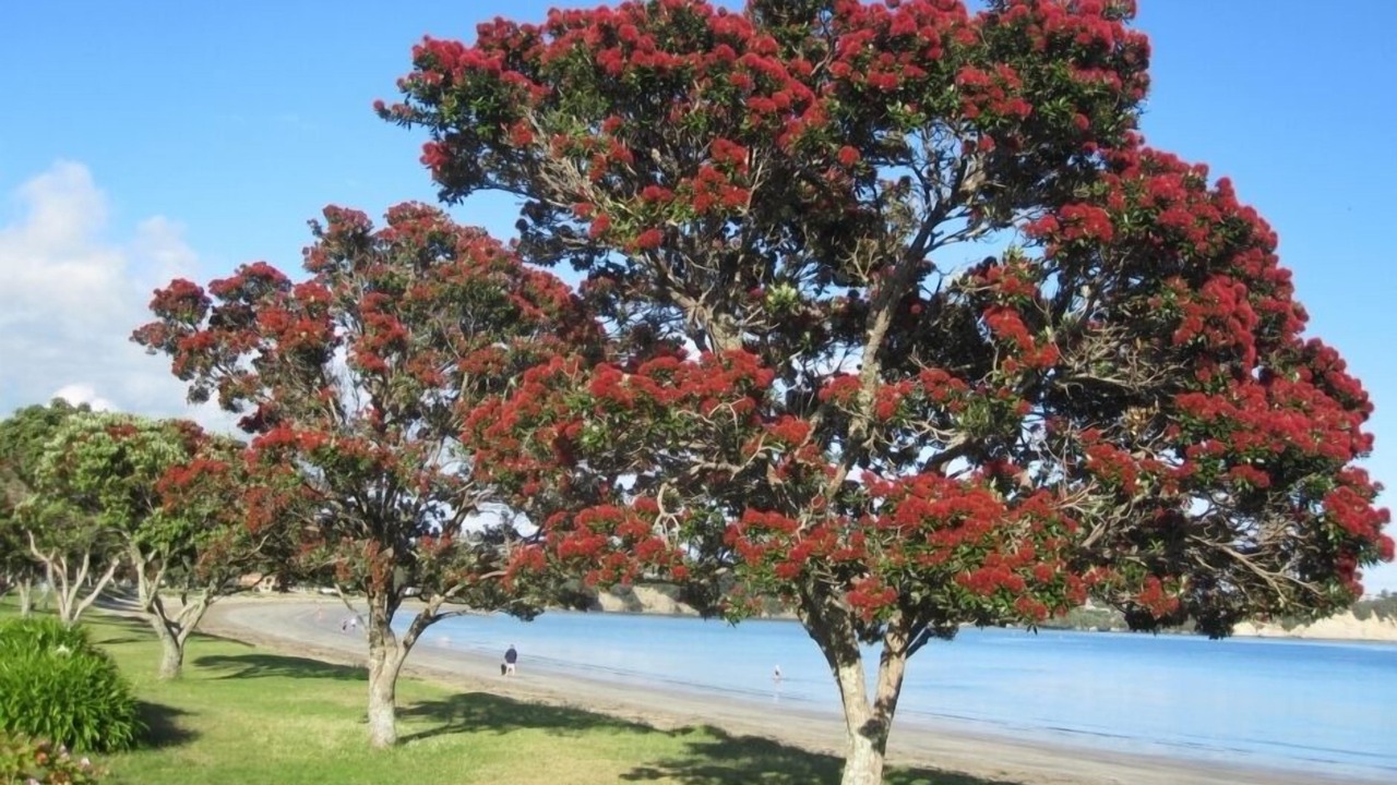 Photo of Others in Manly