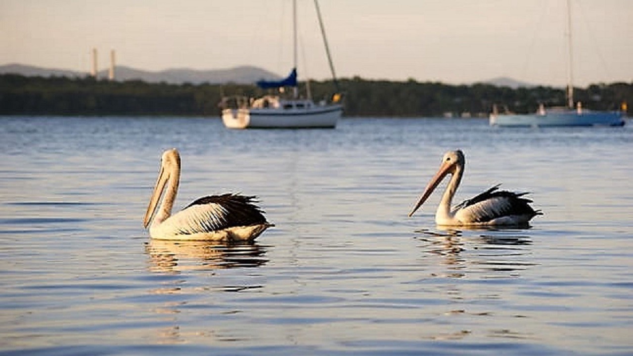 Photo of Others in Mannering Park
