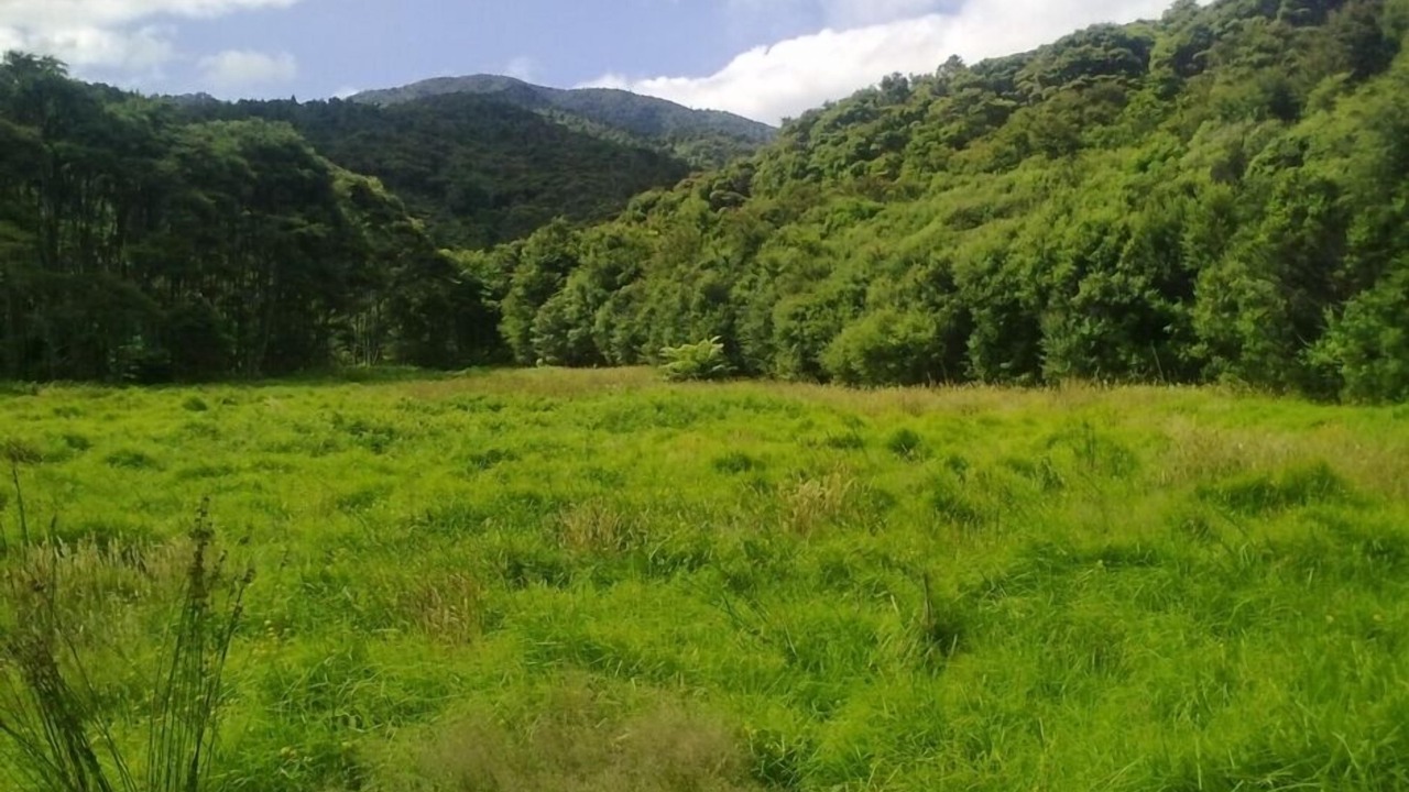 Photo of Others in Coromandel Peninsula