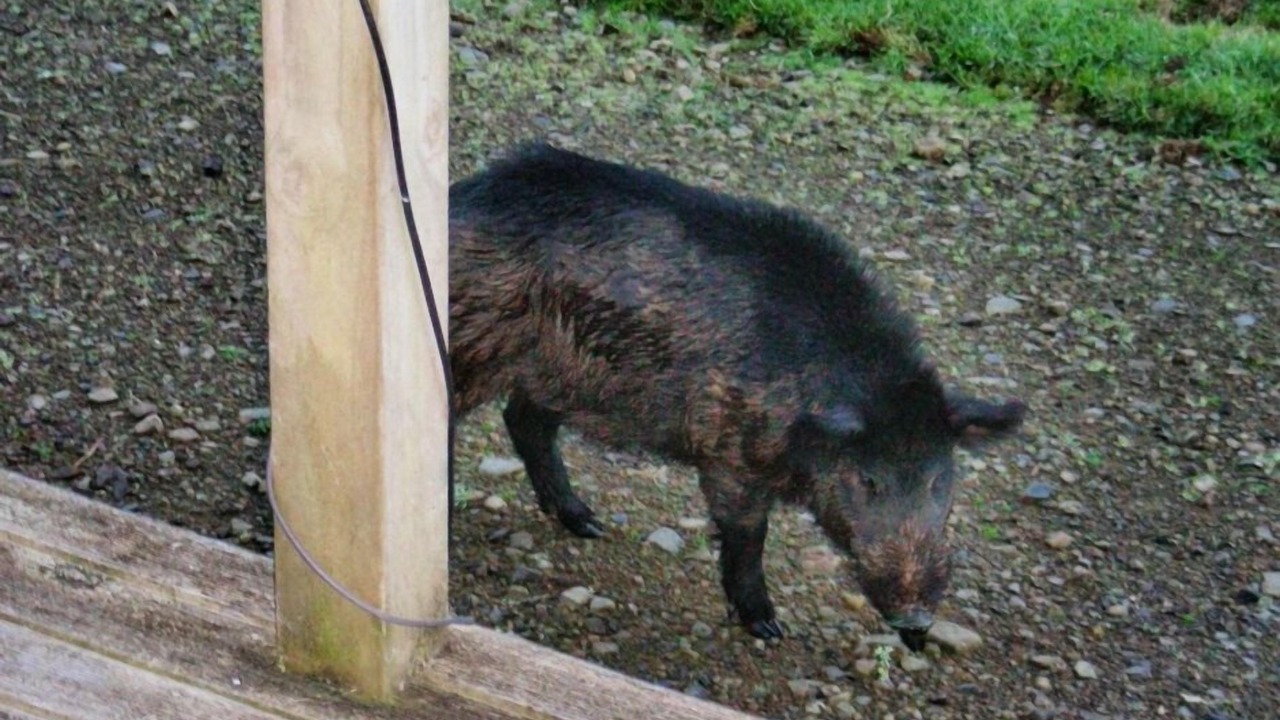 Photo of Others in Coromandel Peninsula