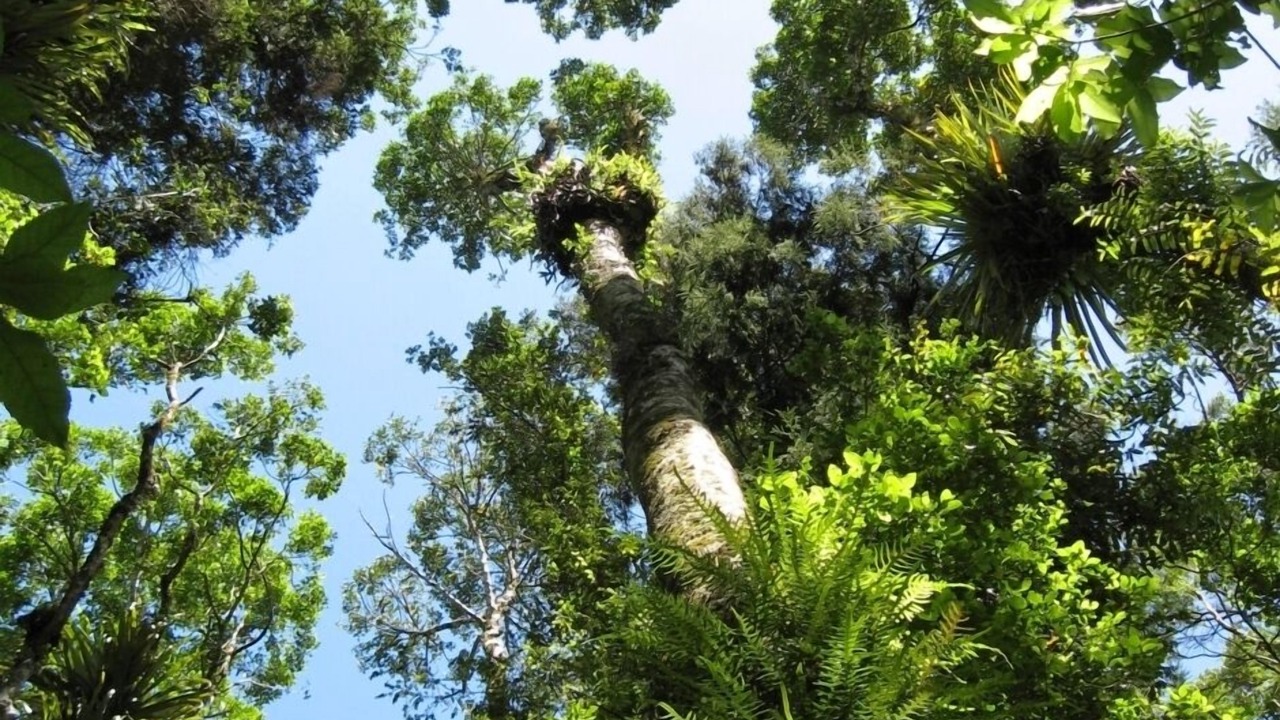 Photo of Others in Coromandel Peninsula