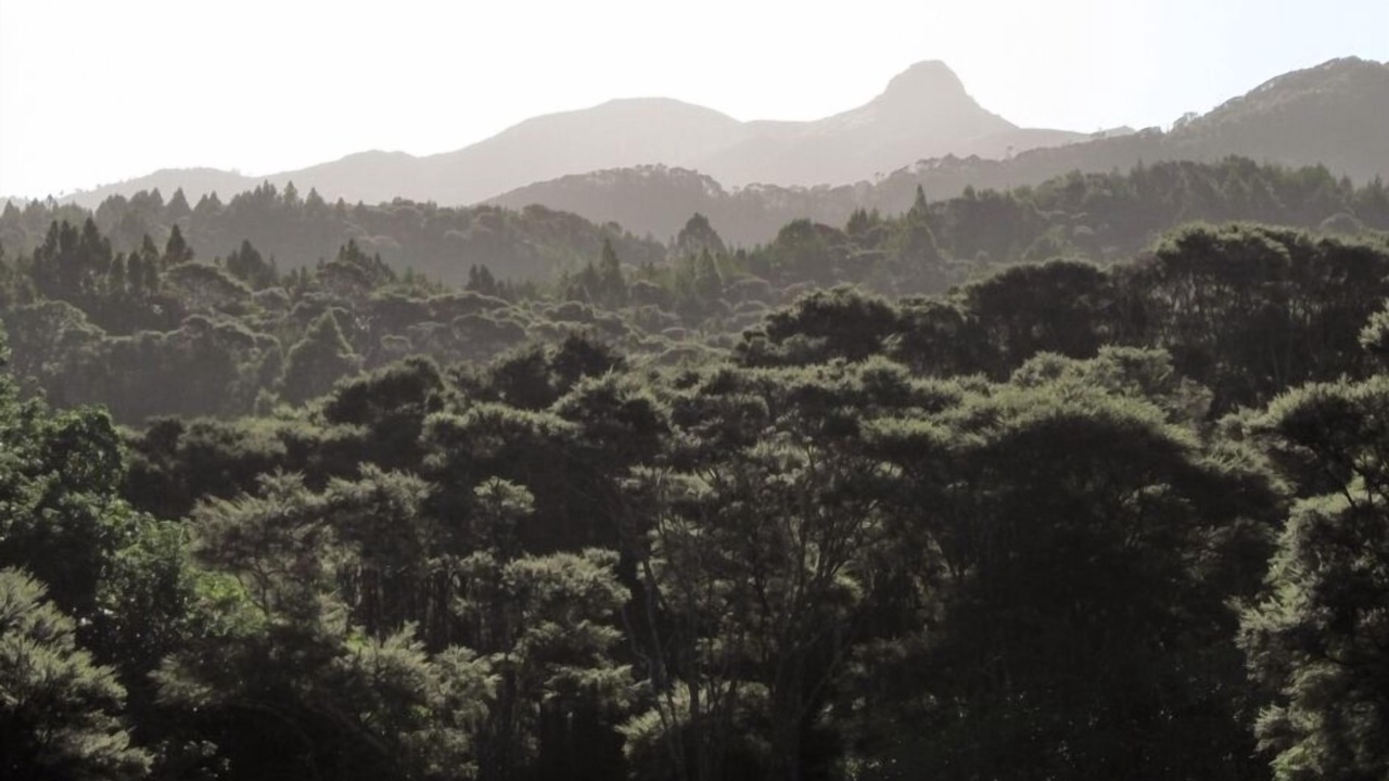 Photo of Others in Coromandel Peninsula