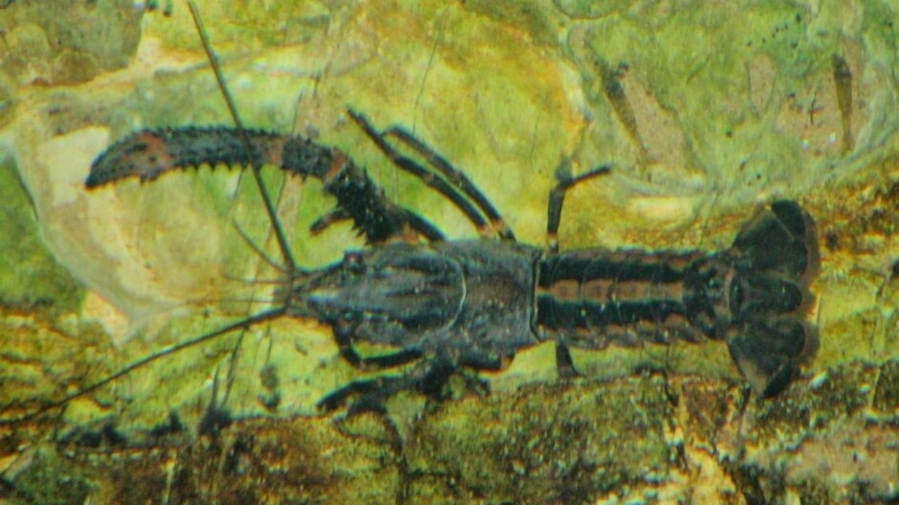 Photo of Others in Coromandel Peninsula