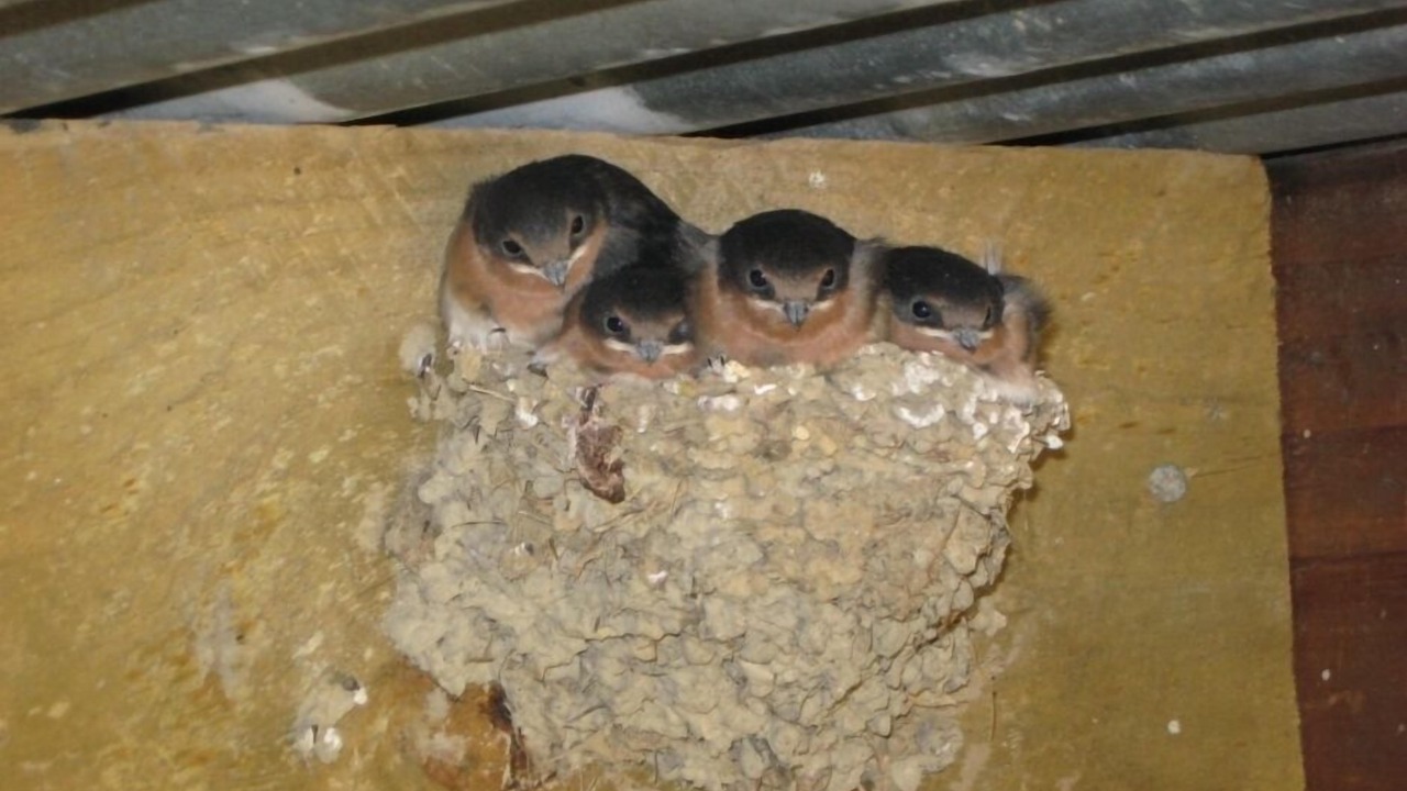 Photo of Others in Coromandel Peninsula
