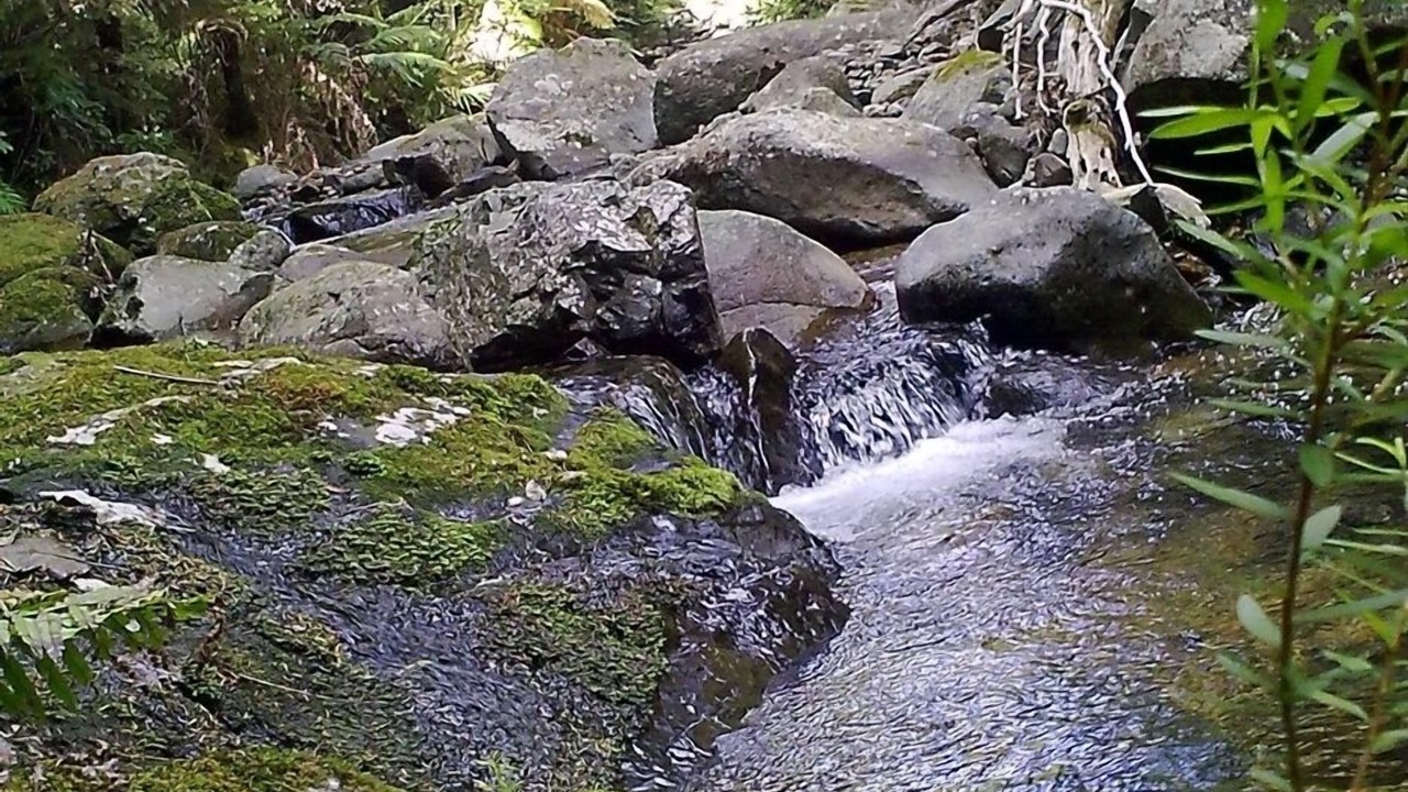 Photo of Others in Coromandel Peninsula