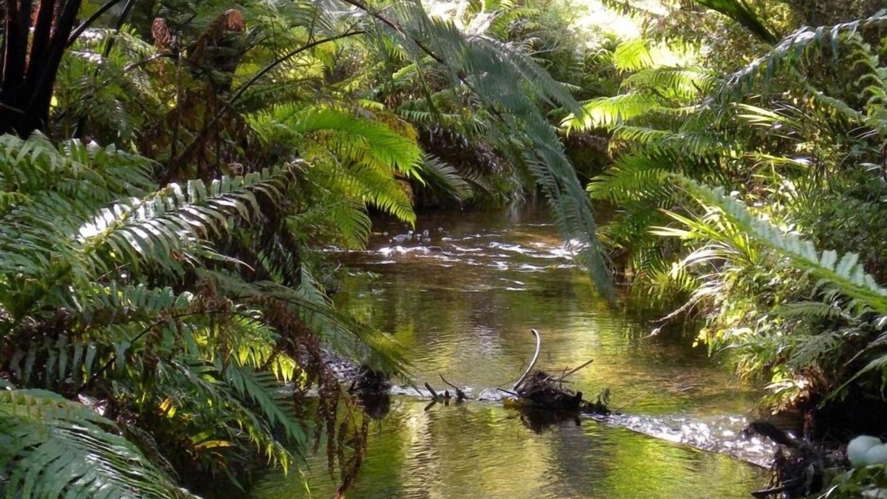 Photo of Others in Coromandel Peninsula