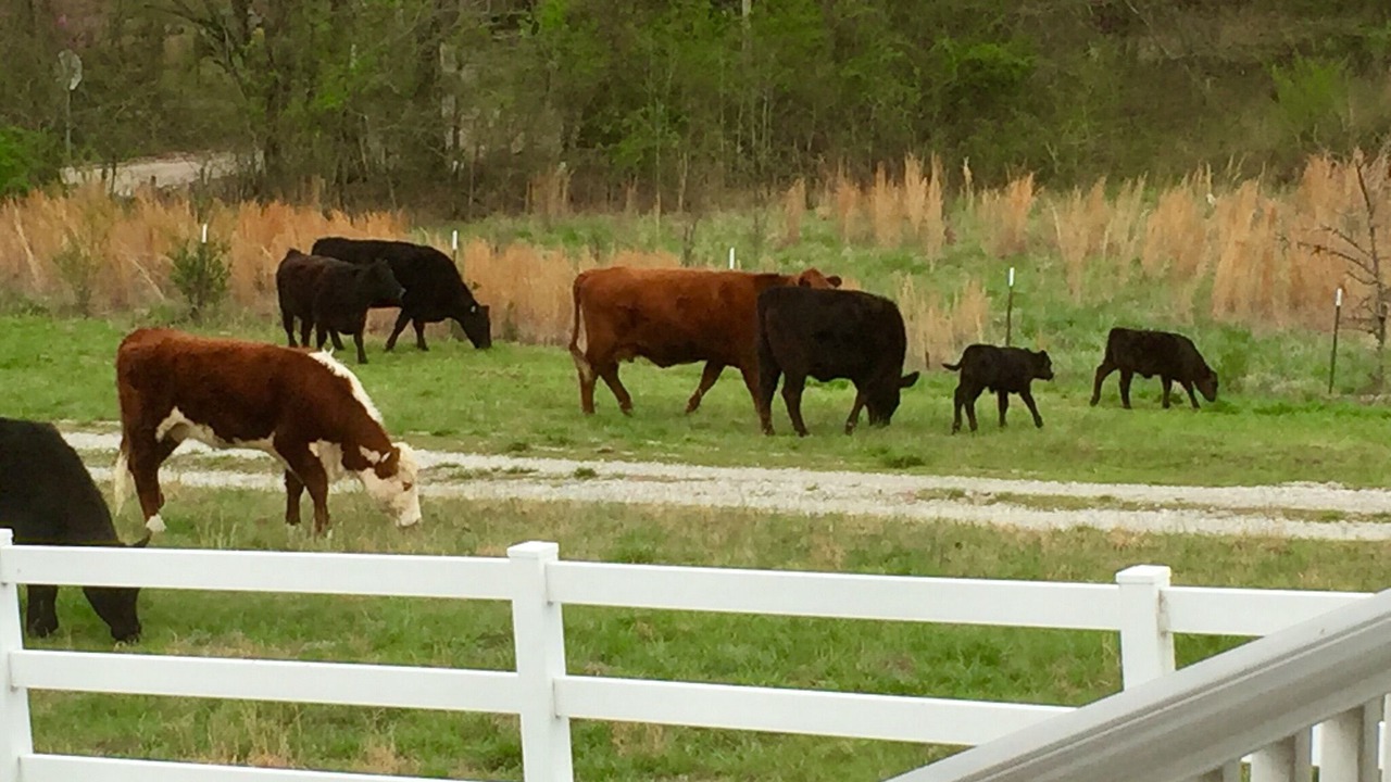 Photo of Outdoor in Powhatan