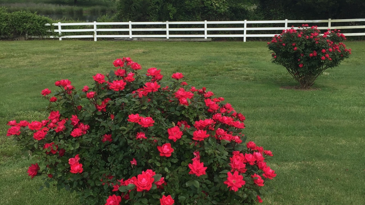 Photo of Outdoor in Powhatan