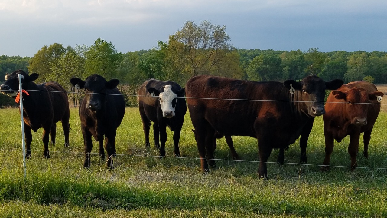 Photo of Others in Beaufort