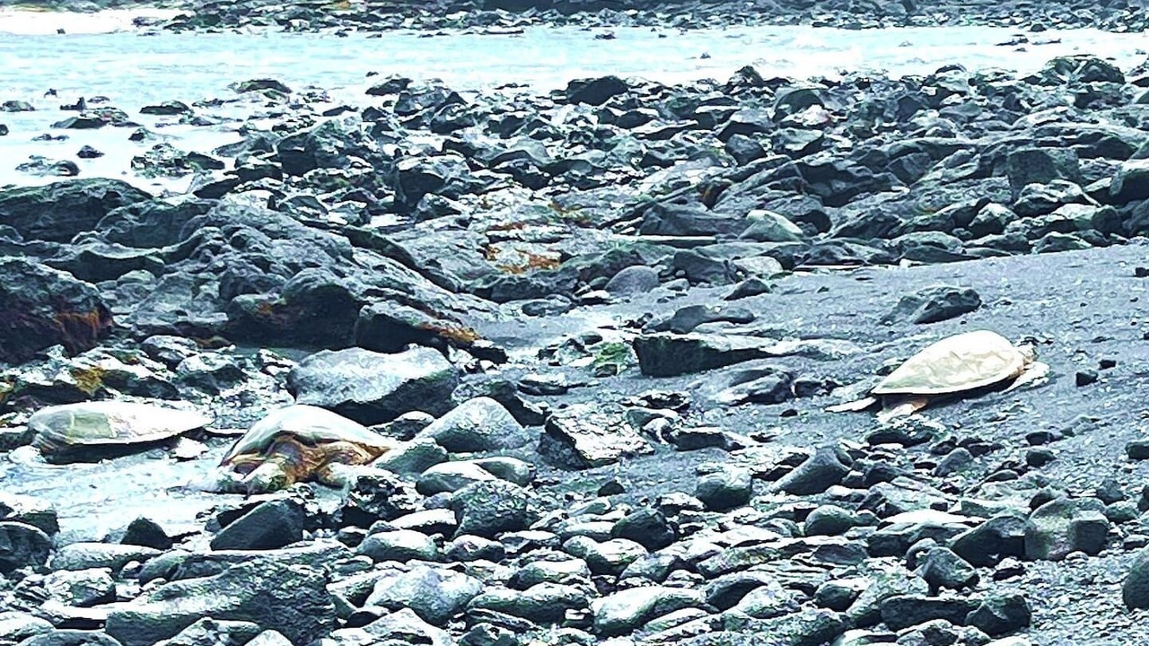 Photo of Others in Discovery Harbour