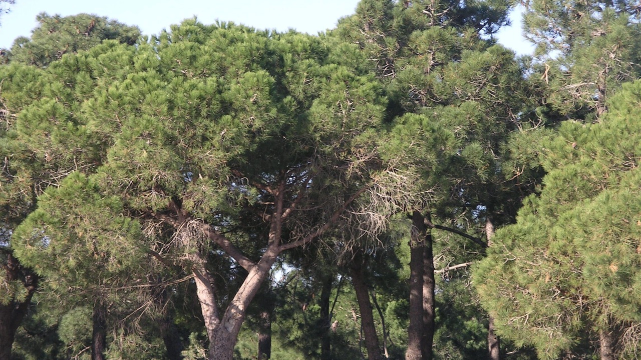 Photo of Outdoor in Argeles Plage
