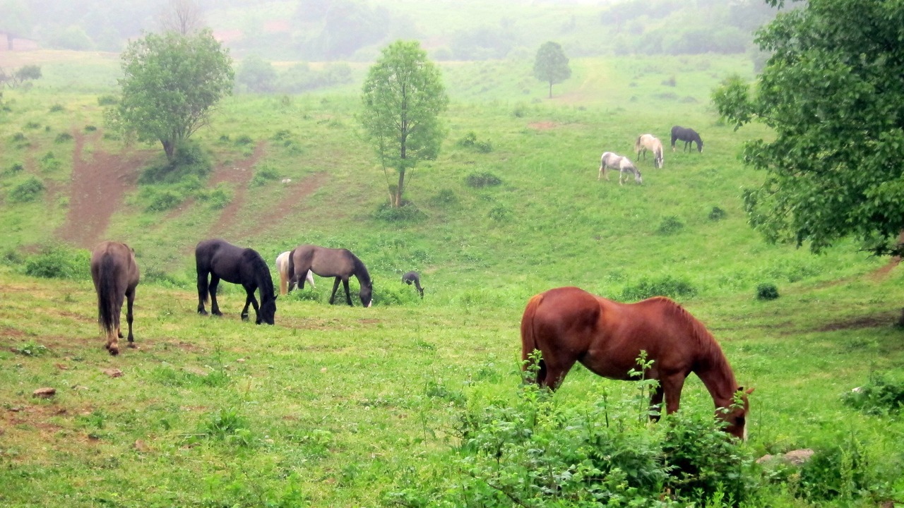 Photo of Outdoor in Velika Plana