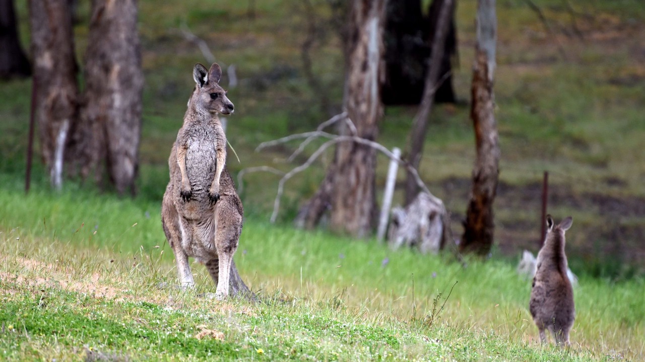 Photo of Outdoor in Castlemaine
