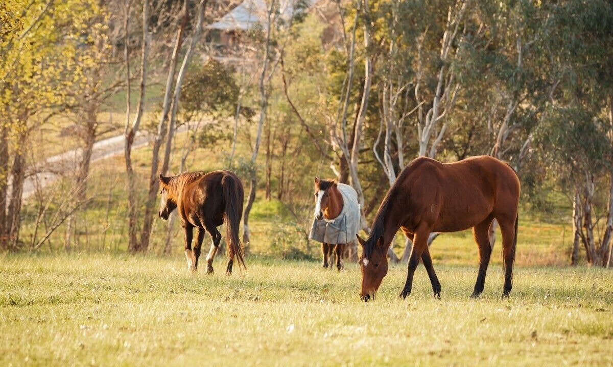 Photo of Others in Wooragee