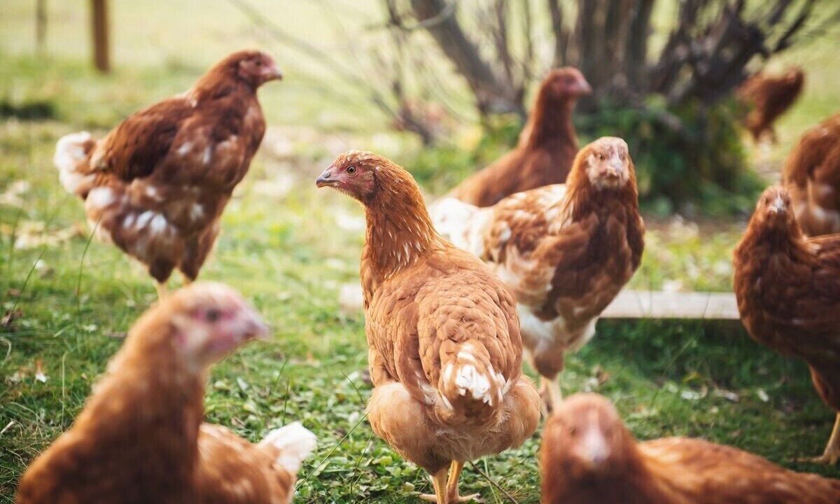 Photo of Outdoor in Wooragee