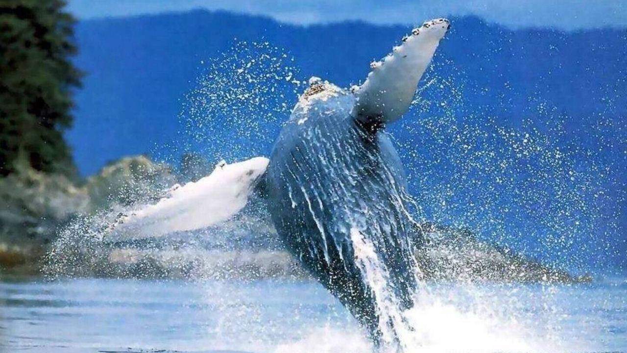 Photo of Others in Las Galeras