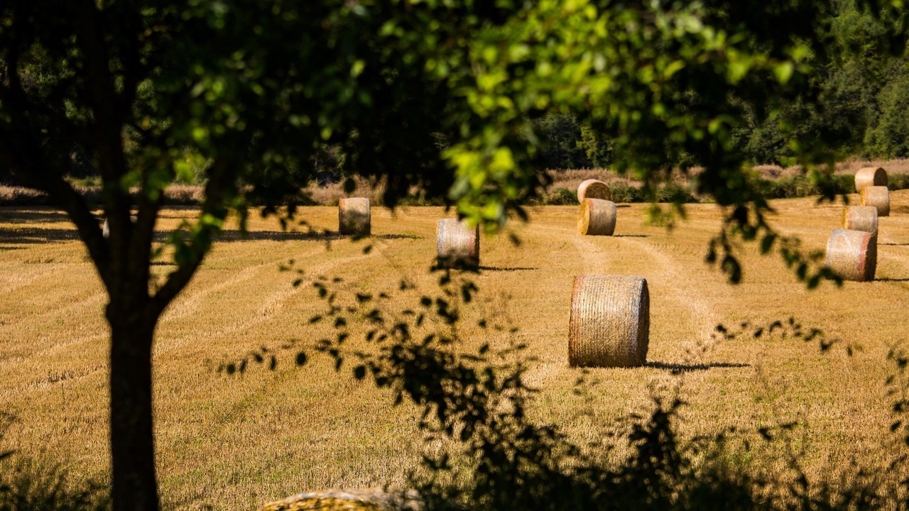 Photo of Outdoor in Lladurs