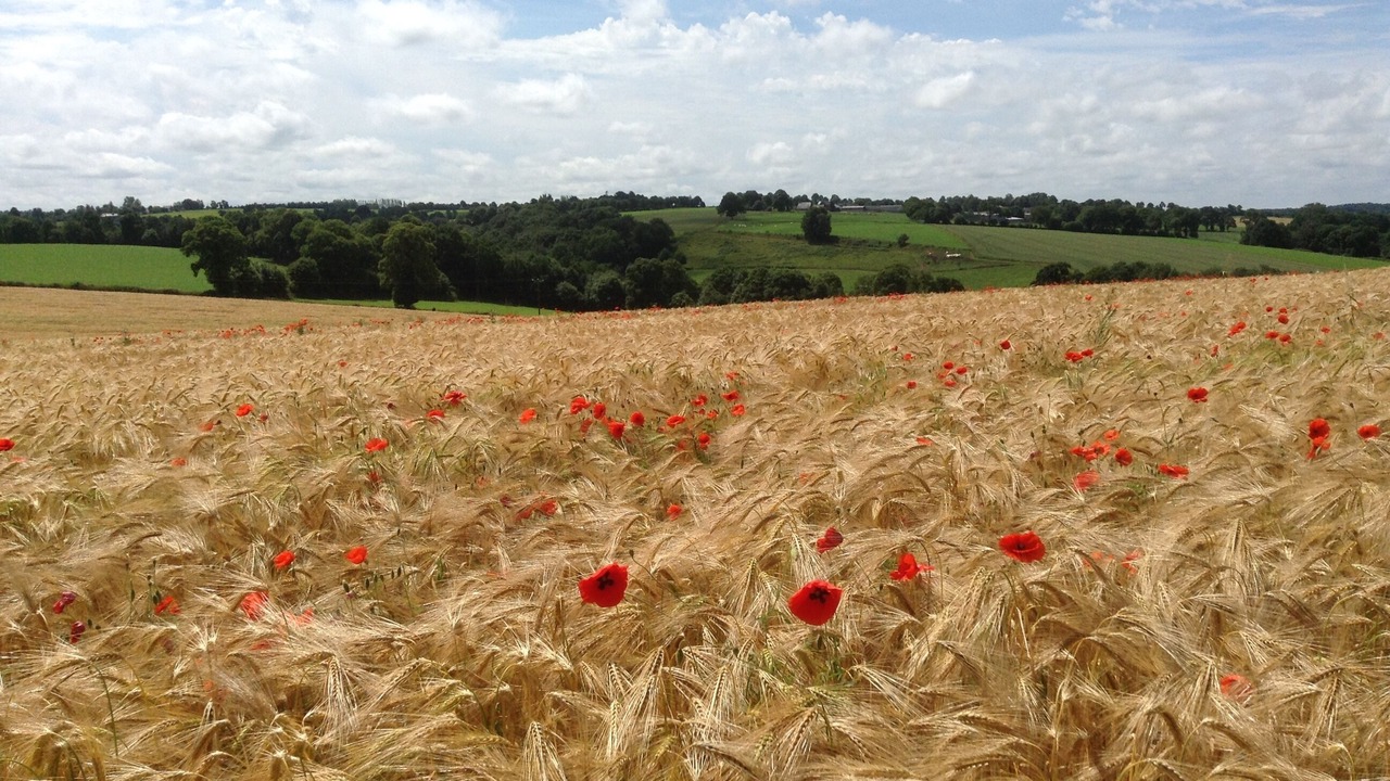 Photo of Others in Savigny-le-Vieux