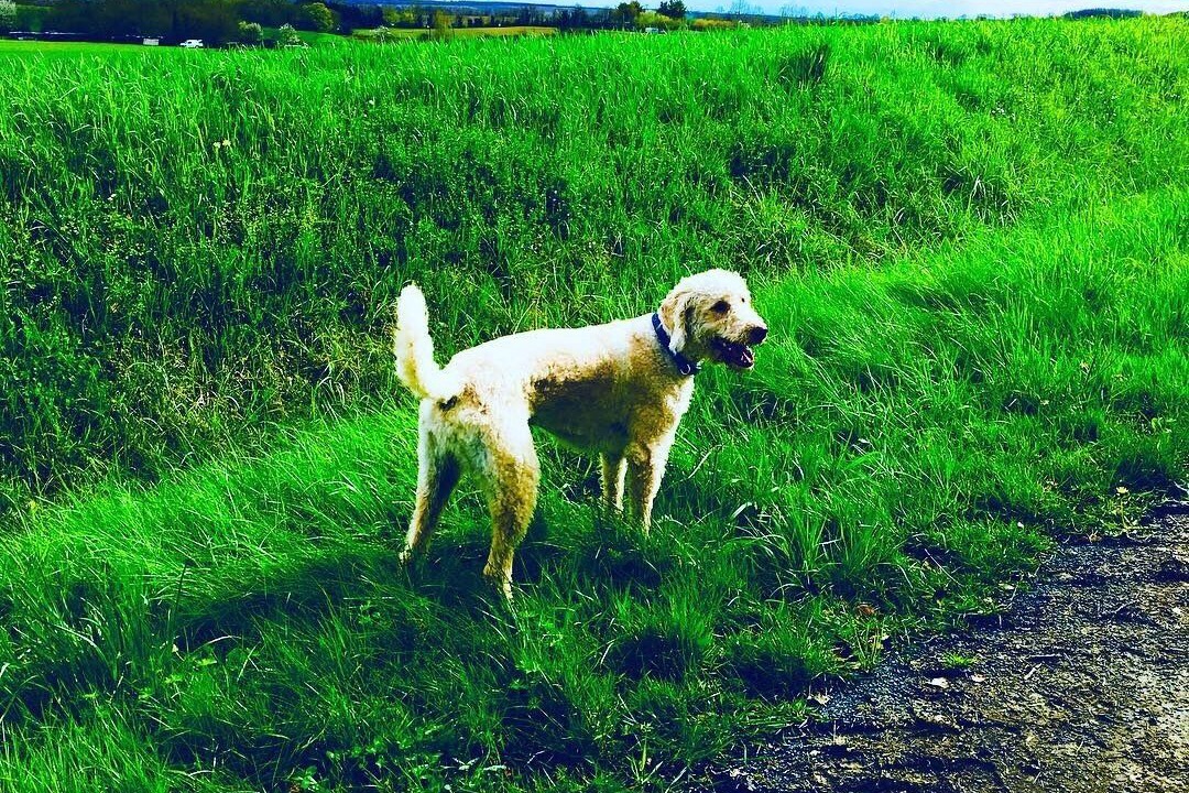 Photo of Others in Lozay