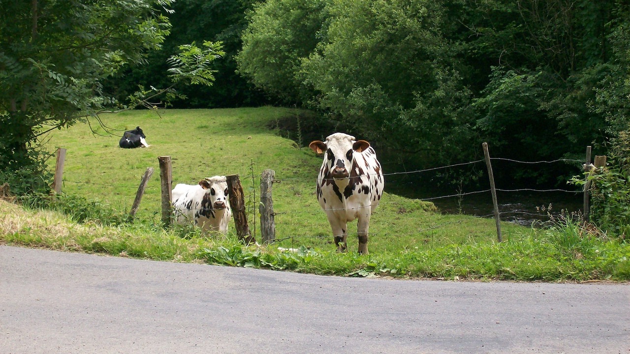 Photo of Outdoor in Brouains