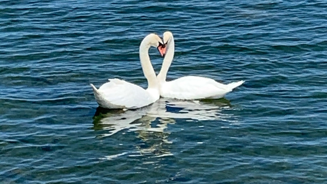 Photo of Others in Kent