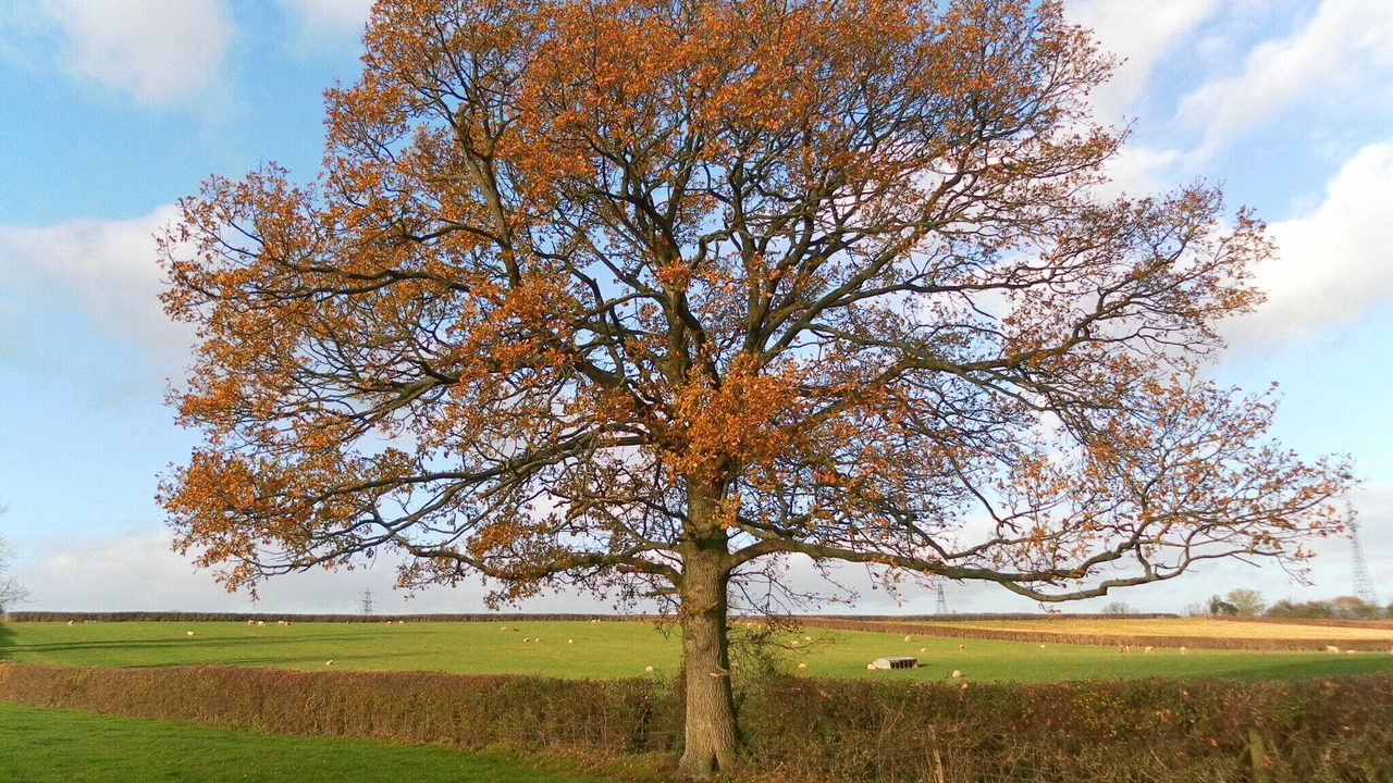 Photo of Outdoor in Awre