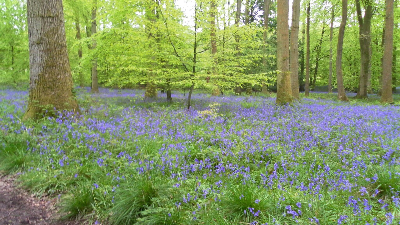 Photo of Outdoor in Awre