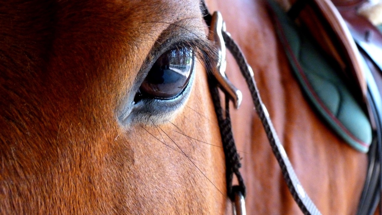 Photo of Others in Orthoux-Serignac-Quilhan