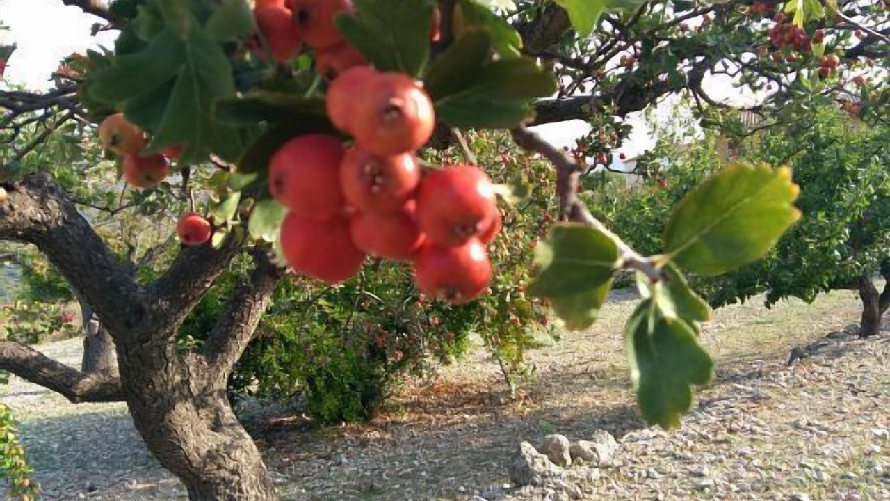 Photo of Outdoor in La Vall de Laguar