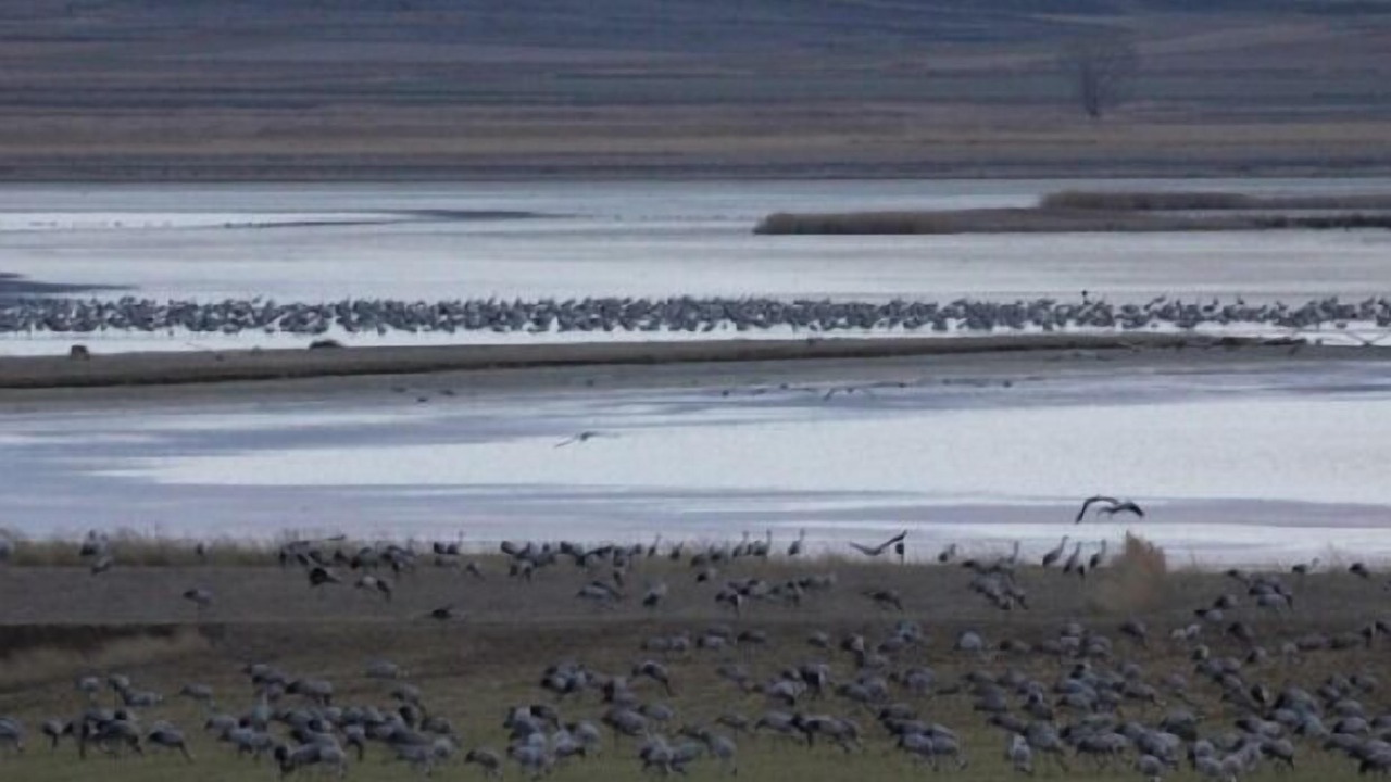 Photo of Others in Gallocanta
