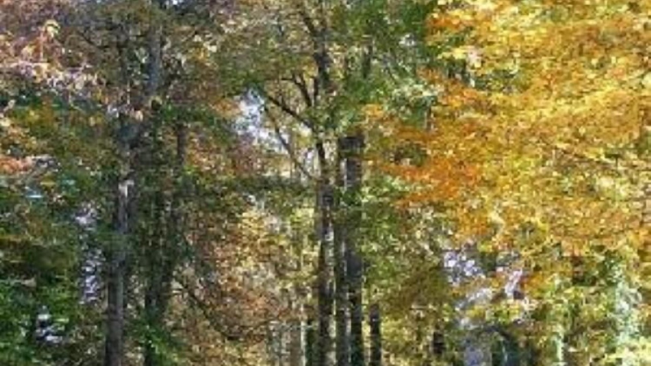 Photo of Outdoor in Miniac-Morvan