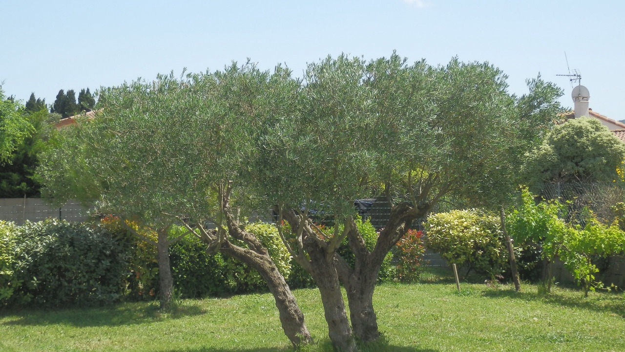 Photo of Outdoor in Carcassonne
