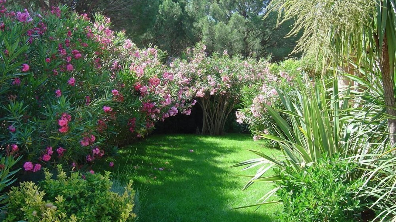 Photo of Outdoor in Cogolin