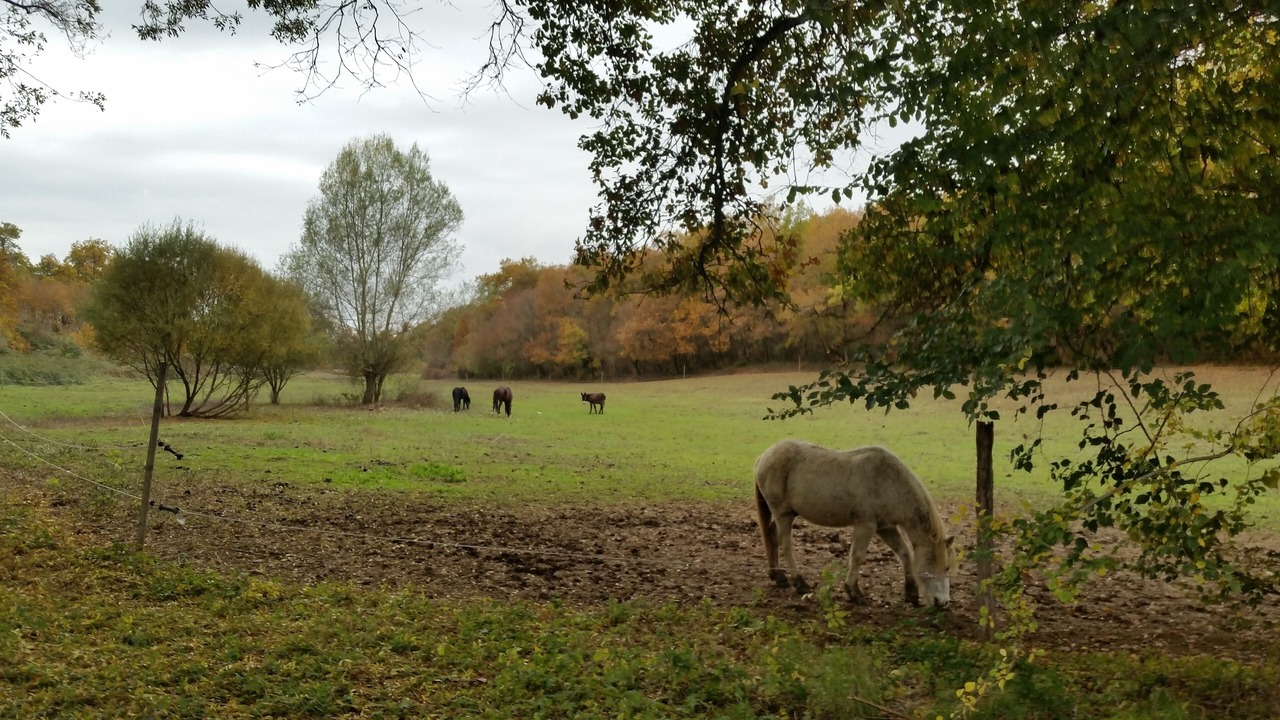 Photo of Outdoor in Magnas