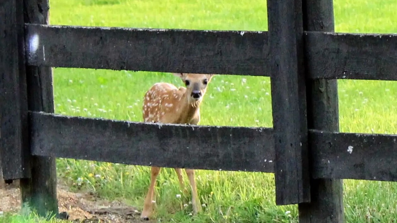 Photo of Outdoor in Franklin
